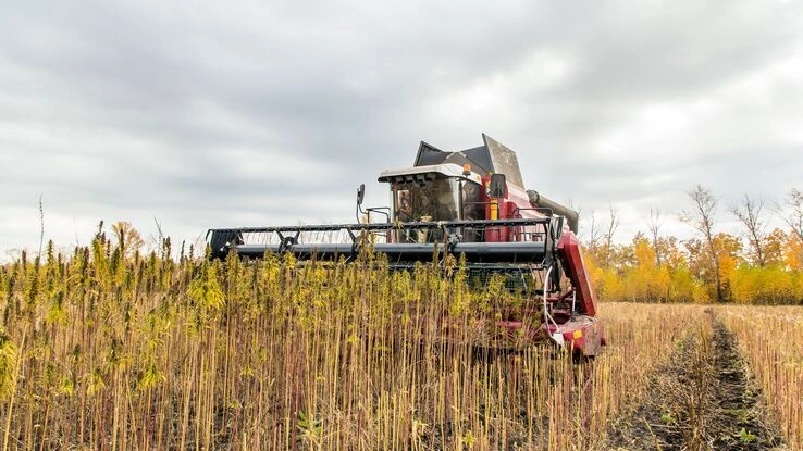 Eine große Erntemaschiene erntet Hanf für den Einsatz nachhaltiger Baumaterialien.